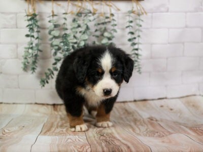 🐾 MEET DEAR – LOVABLE BERNESE MOUNTAIN DOG FEMALE