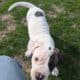 American Bulldog Puppies
