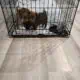2 male/female Corgy Bull Terrier Puppies