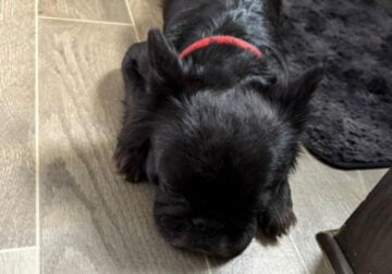 Fluffy Frenchie Puppies