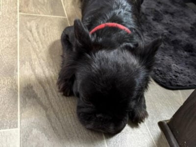 Fluffy Frenchie Puppies