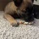 Beautiful Belgian Malinois pups