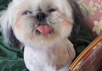 1 year old Shih Tzus