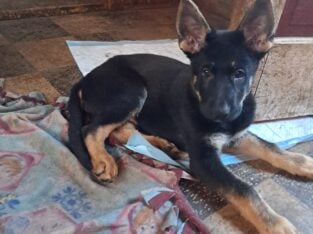 German Shepherd pups
