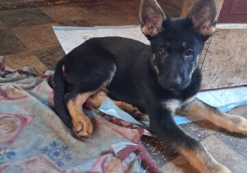 German Shepherd pups