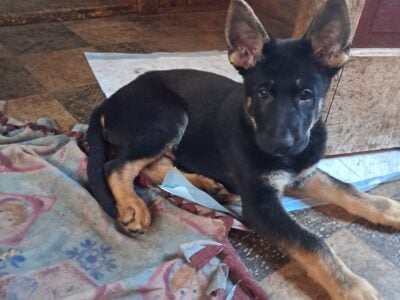 German Shepherd pups