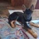 German Shepherd pups