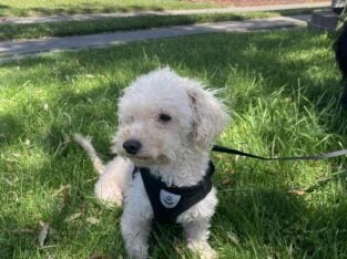 Meah needs a new home