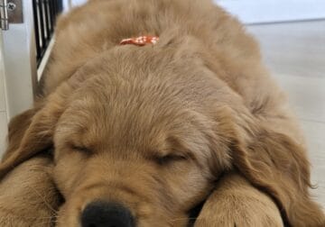 Golden Retriever Puppies
