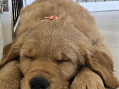 Golden Retriever Puppies