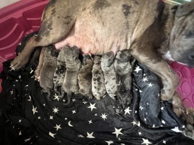 Xl Merle Bully /Presa Canario Mix puppies $1000(M)