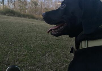 1 year old Black Lab
