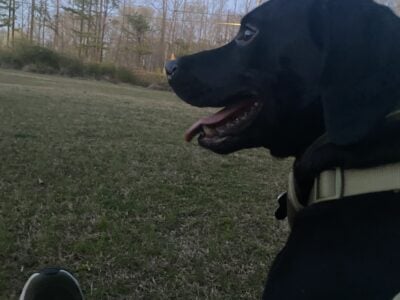 1 year old Black Lab