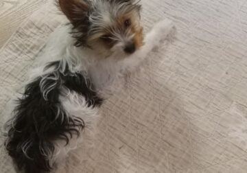 FRITZ~SMALL APR REGISTERED PARTI YORKIE MALE PUP
