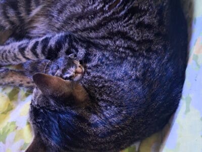 Kitten available May 18th