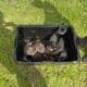 American Bulldog German Shepard puppies