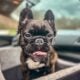 YAHanah – 6 mo Fluffy Frenchie