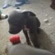 Looking to re-home two blue nose pit puppies