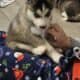 Purebred Husky Puppies