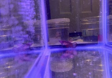 Adult female grey/red halfmoon betta