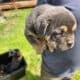 American Bulldog German Shepard puppies