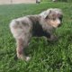 AKC Purebred Australian Shepherd Puppies for Sale