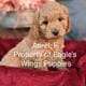 F1b Mini (micro) Goldendoodle