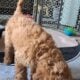 F1b Mini (micro) Goldendoodle