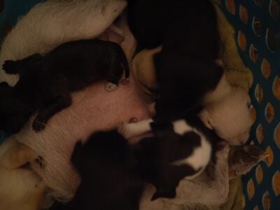 Jack Russell and Chihuahua puppies for sale