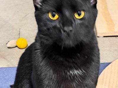 Spunky Cuddly Male Rescue Cat
