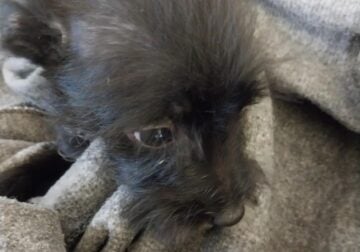 Chorkie Puppies Need New Homes
