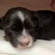 Havanese Puppies