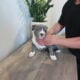 American Bully Puppies