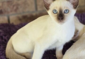 Siamese Kittens For Sale