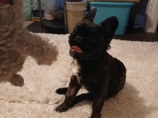YAHanah – 6 mo Fluffy Frenchie