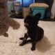 YAHanah – 6 mo Fluffy Frenchie