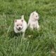 Snowflake and Snowball