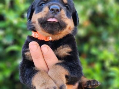 Rottweiler puppies