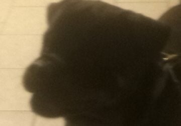 Rottweiler for sale Ch bloodlines