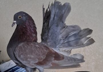 Beautiful Fantail pigeons looking for a new home