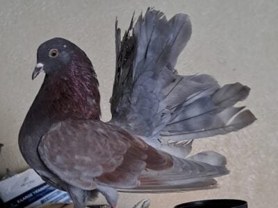 Beautiful Fantail pigeons looking for a new home