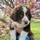 Australian Shepherd puppies