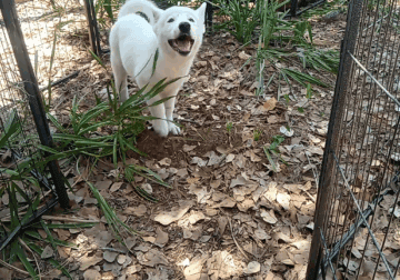 American Akita Boy Puppy – FATZ