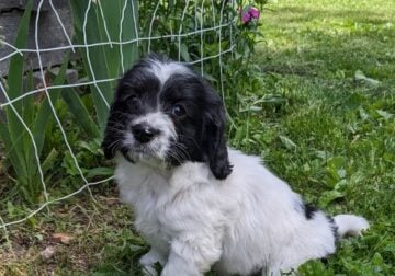 Oliver (male Cockapoo)
