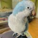 Pair Quaker Parrots rehome