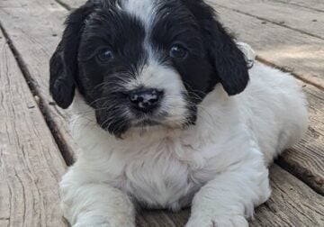 Oliver (male Cockapoo)