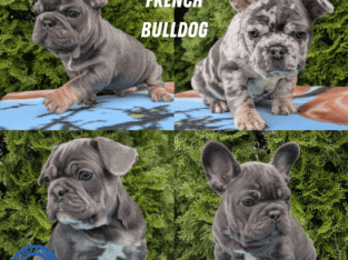 FRENCHIE PUPS BORN MARCH 04