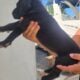 Great dane euro line puppies