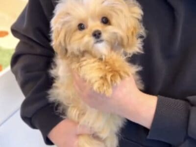 Teacup korean Maltipoo male