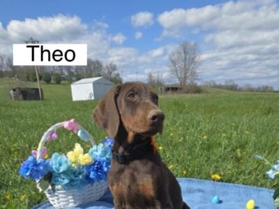 EASTER SPECIAL! Theo